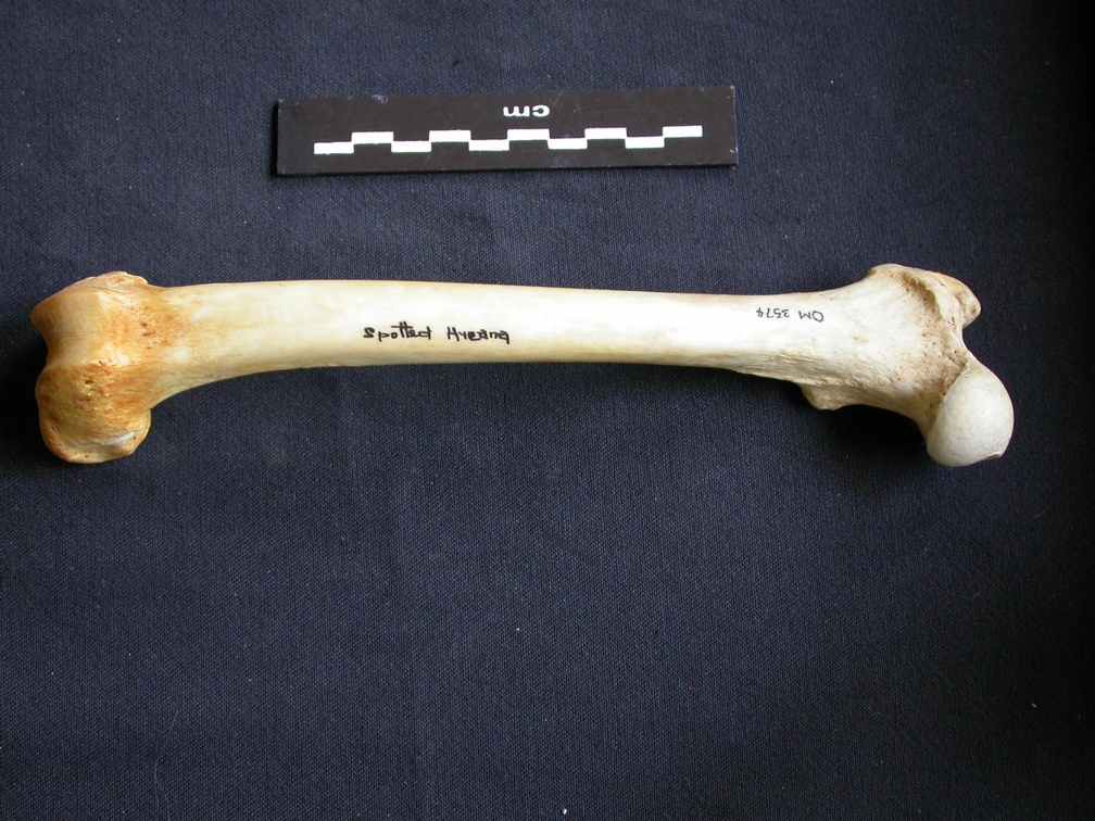 Fémur (7820 visites) Crocuta crocuta - Adulte - Élément droitCollection : Département d'Ostéologie du Musée National... Fémur