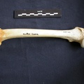 Femur