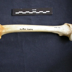 Femur