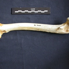 Femur