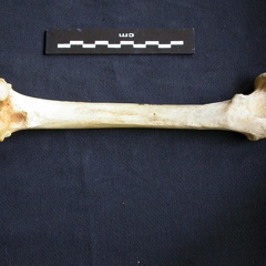 Femur