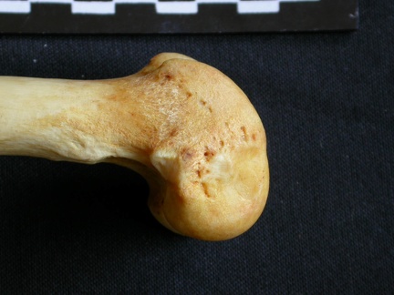 Fémur : partie distale (8235 visites) Crocuta crocuta - Adulte - Élément droitCollection : Département d'Ostéologie du Musée National... Fémur : partie distale