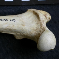 Fémur : parte proximal (7793 visitas) Crocuta crocuta - Adulto - Elemento derechoColección : Departamento d'Osteología del Museo Naciona... Fémur : parte proximal