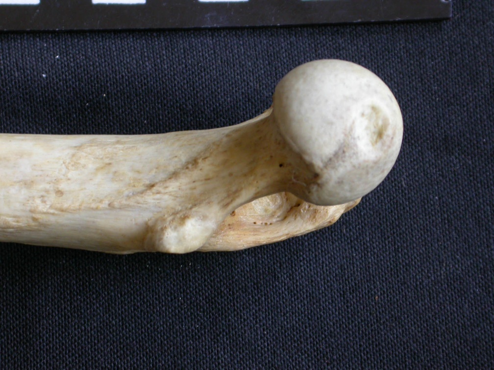 Femur: proximale part