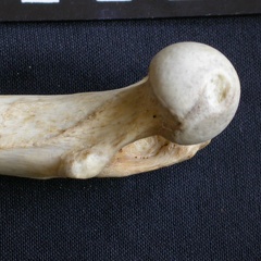 Fémur : parte proximal (7882 visitas) Crocuta crocuta - Adulto - Elemento derechoColección : Departamento d'Osteología del Museo Naciona... Fémur : parte proximal