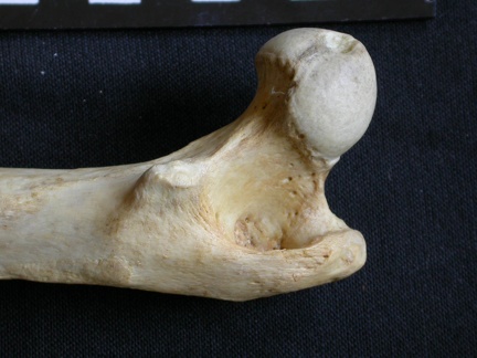 Fémur : partie proximale (7591 visites) Crocuta crocuta - Adulte - Élément droitCollection : Département d'Ostéologie du Musée National... Fémur : partie proximale