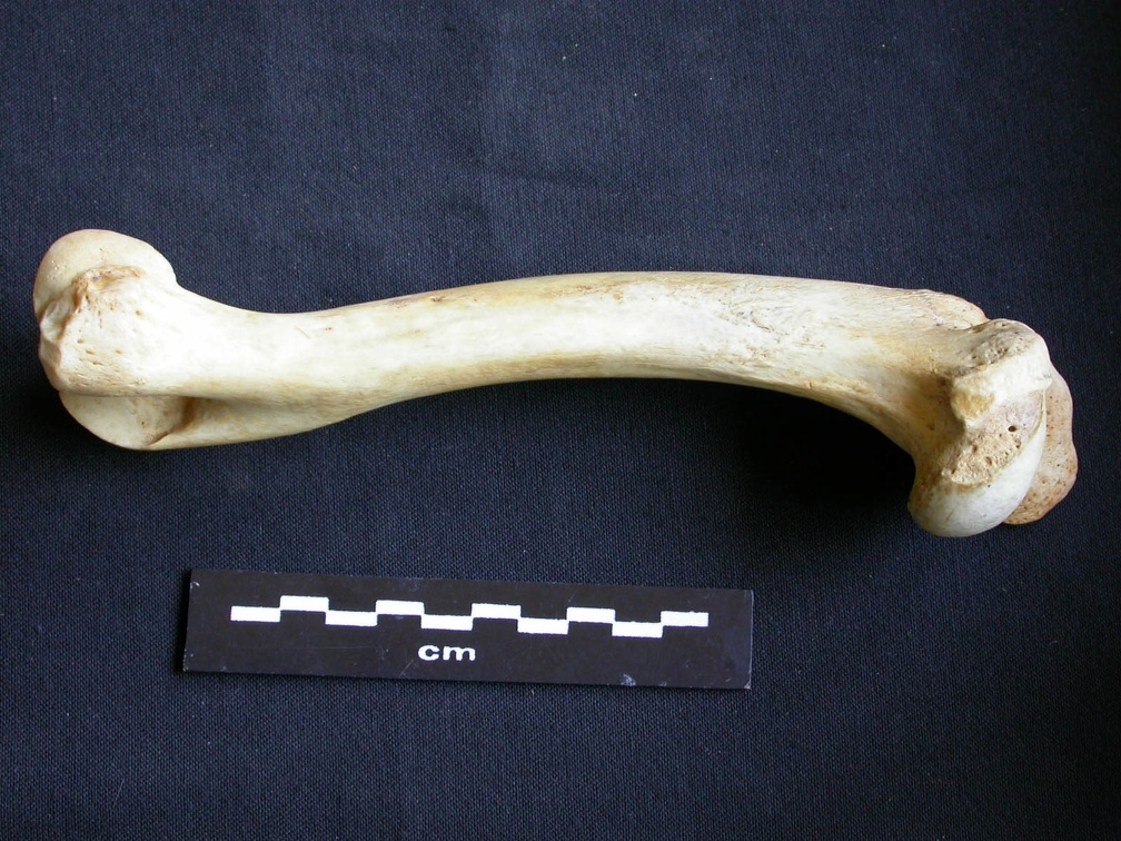 Húmero (7599 visitas) Crocuta crocuta - Adulto - Elemento derechoColección : Departamento d'Osteología del Museo Naciona... Húmero