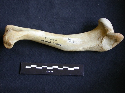Humérus (7915 visites) Crocuta crocuta - Adulte - Élément droitCollection : Département d'Ostéologie du Musée National... Humérus
