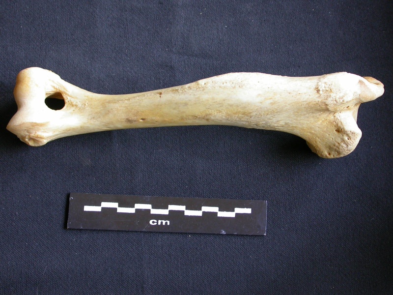 Humérus (7922 visites) Crocuta crocuta - Adulte - Élément droitCollection : Département d'Ostéologie du Musée National... Humérus