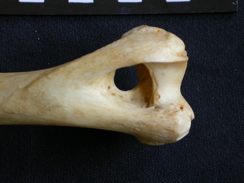 Húmero : parte distal (7696 visitas) Crocuta crocuta - Adulto - Elemento derechoColección : Departamento d'Osteología del Museo Naciona... Húmero : parte distal