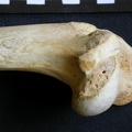 Húmero : parte proximal (7708 visitas) Crocuta crocuta - Adulto - Elemento derechoColección : Departamento d'Osteología del Museo Naciona... Húmero : parte proximal