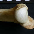Humerus: proximale part (7721 visits) Crocuta crocuta - Adult - Right elementCollection: Department d'Osteology of National Museum of Keny... Humerus: proximale part
