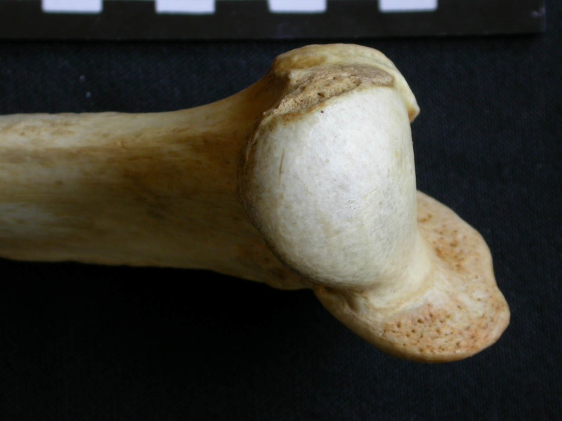 Húmero : parte proximal (7602 visitas) Crocuta crocuta - Adulto - Elemento derechoColección : Departamento d'Osteología del Museo Naciona... Húmero : parte proximal