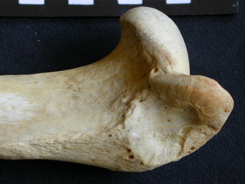 Húmero : parte proximal (7692 visitas) Crocuta crocuta - Adulto - Elemento derechoColección : Departamento d'Osteología del Museo Naciona... Húmero : parte proximal