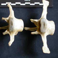 Vertèbres lombaires (9647 visites) Crocuta crocuta - AdulteCollection : Département d'Ostéologie du Musée National du Kenya, Nairobi... Vertèbres lombaires