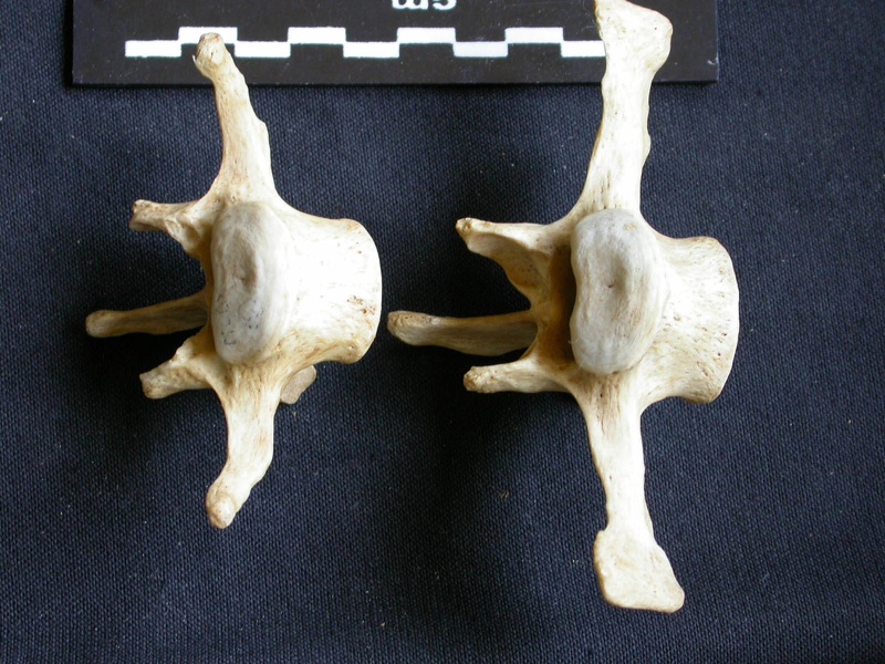 Vertèbres lombaires (9606 visites) Crocuta crocuta - AdulteCollection : Département d'Ostéologie du Musée National du Kenya, Nairobi... Vertèbres lombaires