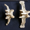 Vertèbres lombaires (9599 visites) Crocuta crocuta - AdulteCollection : Département d'Ostéologie du Musée National du Kenya, Nairobi... Vertèbres lombaires