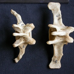 Vertèbres lombaires (9559 visites) Crocuta crocuta - AdulteCollection : Département d'Ostéologie du Musée National du Kenya, Nairobi... Vertèbres lombaires