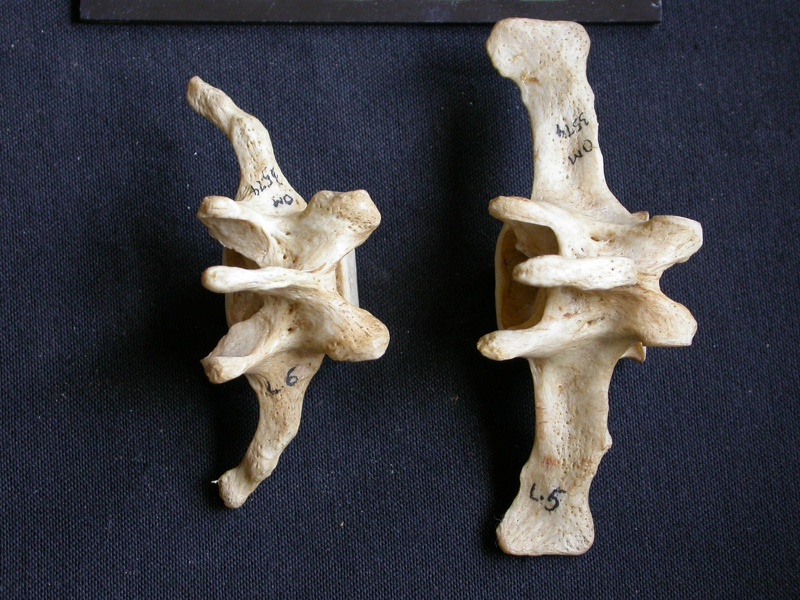 Vertèbres lombaires (9517 visites) Crocuta crocuta - AdulteCollection : Département d'Ostéologie du Musée National du Kenya, Nairobi... Vertèbres lombaires