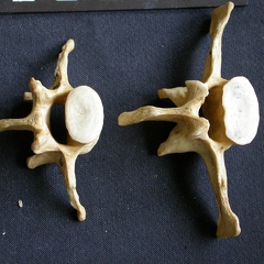 Vértebras posteriores (9712 visitas) Crocuta crocuta - AdultoColección : Departamento d'Osteología del Museo Nacional de Kenia, Nairobi... Vértebras posteriores