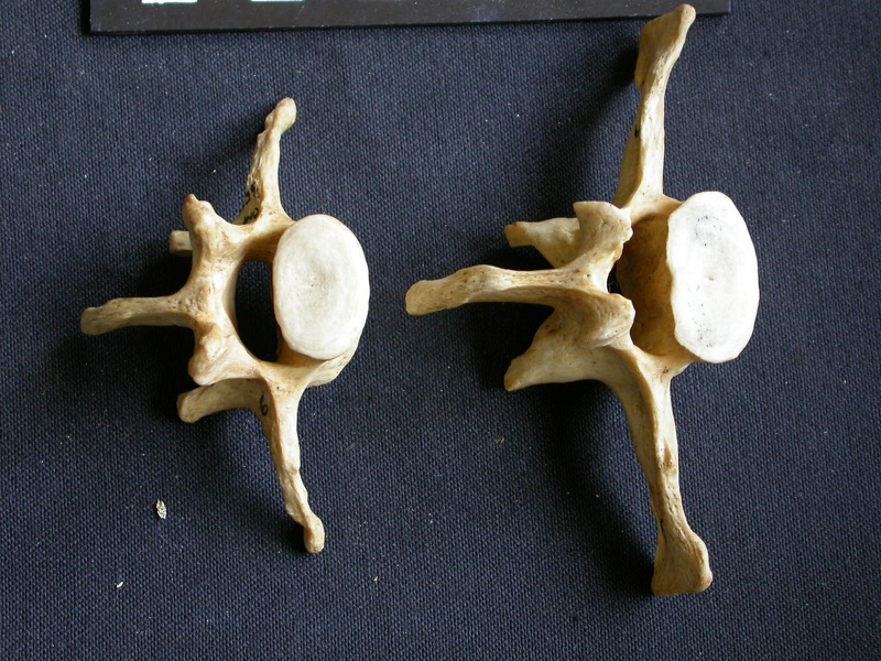 Vertèbres lombaires (9711 visites) Crocuta crocuta - AdulteCollection : Département d'Ostéologie du Musée National du Kenya, Nairobi... Vertèbres lombaires