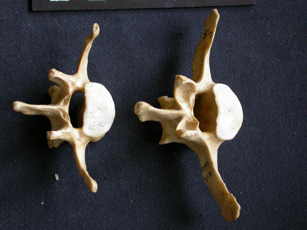 Vertèbres lombaires (9987 visites) Crocuta crocuta - AdulteCollection : Département d'Ostéologie du Musée National du Kenya, Nairobi... Vertèbres lombaires