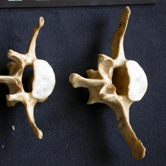 Vértebras posteriores (9930 visitas) Crocuta crocuta - AdultoColección : Departamento d'Osteología del Museo Nacional de Kenia, Nairobi... Vértebras posteriores