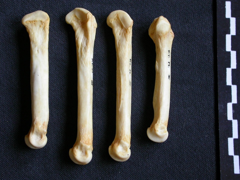 Metacarpals