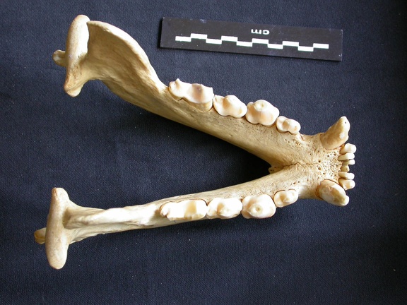 Mandibules