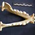 Mandibules