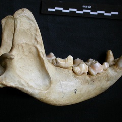 Mandible