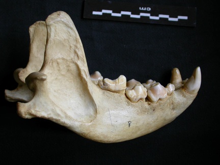 Mandible