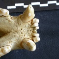 Parte inferior del incisivo (8247 visitas) Crocuta crocuta - AdultoColección : Departamento d'Osteología del Museo Nacional de Kenia, Nairobi... Parte inferior del incisivo
