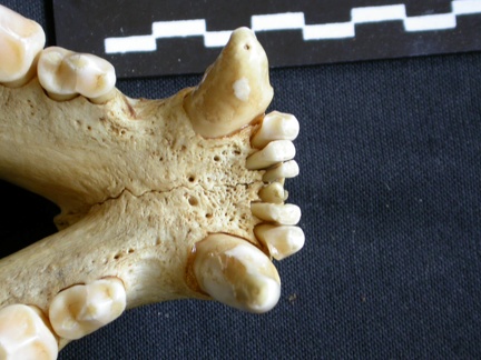Partie incisive mandibulaire (8211 visites) Crocuta crocuta - AdulteCollection : Département d'Ostéologie du Musée National du Kenya, Nairobi... Partie incisive mandibulaire