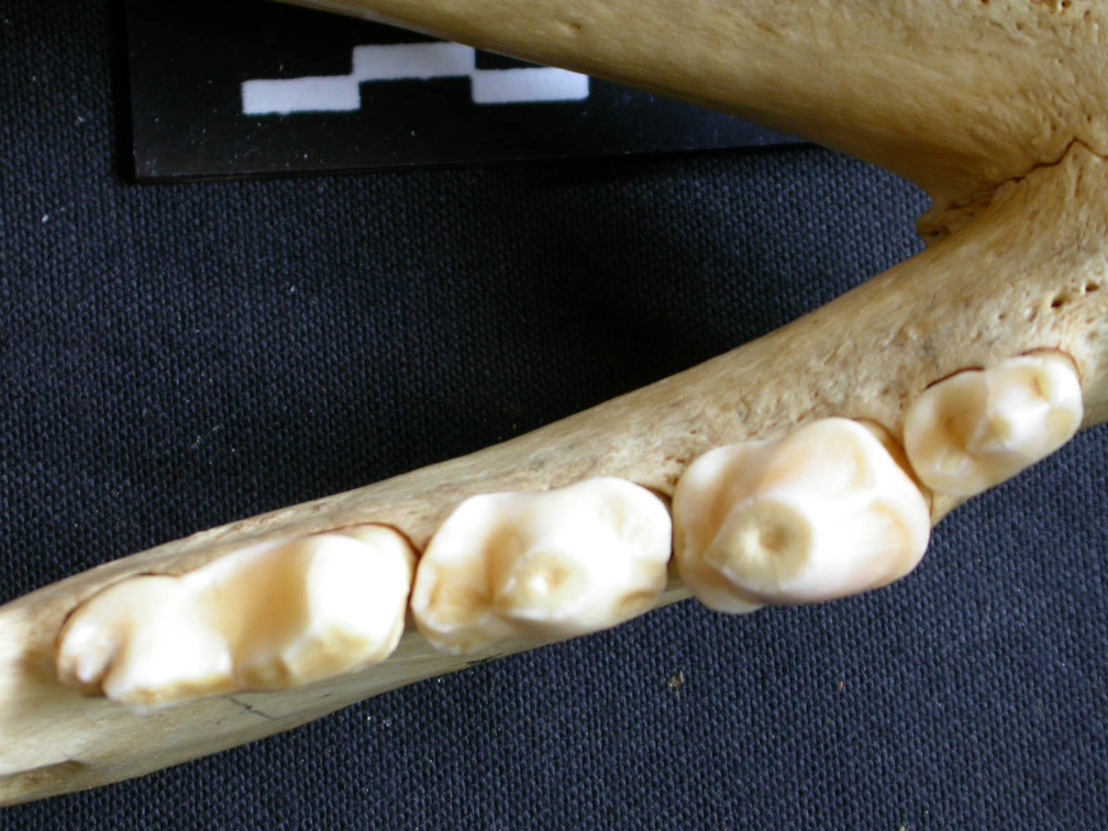 Dentition inférieure (8211 visites) Crocuta crocuta - Adulte - Élément droitCollection : Département d'Ostéologie du Musée National... Dentition inférieure