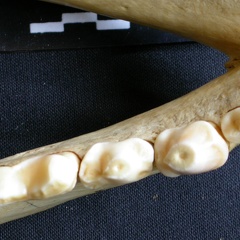 Dentition inférieure (8240 visites) Crocuta crocuta - Adulte - Élément droitCollection : Département d'Ostéologie du Musée National... Dentition inférieure