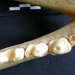 Lower teeth