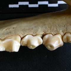Dentition inférieure (7860 visites) Crocuta crocuta - Adulte - Élément droitCollection : Département d'Ostéologie du Musée National... Dentition inférieure