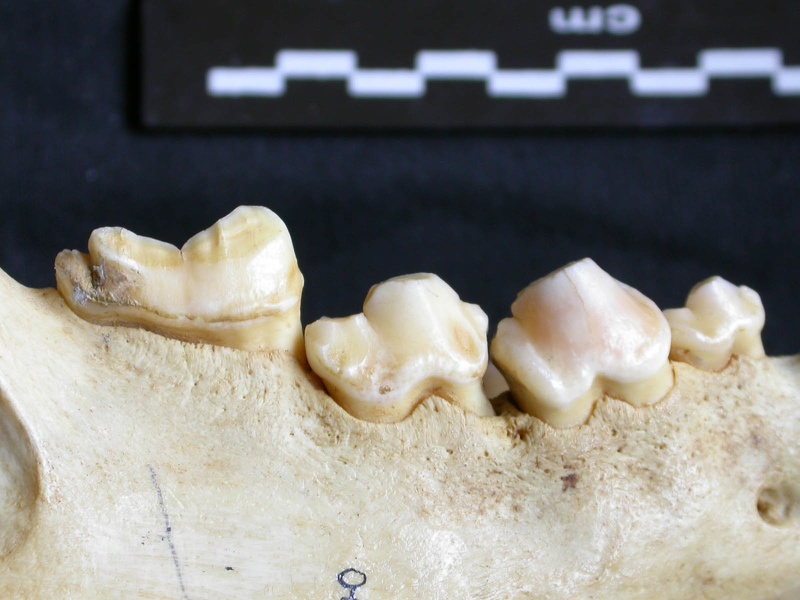 Lower teeth (7892 visits) Crocuta crocuta - Adult - Right elementCollection: Department d'Osteology of National Museum of Keny... Lower teeth