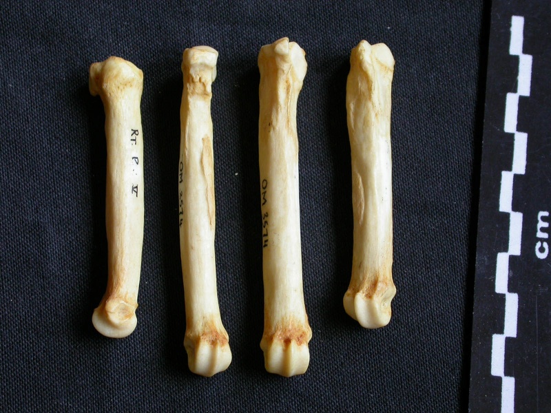 Metatarsals (9708 visits) Crocuta crocuta - Adult - Right elementsCollection: Department d'Osteology of National Museum of Ken... Metatarsals