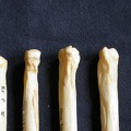 Metatarsianos (9283 visitas) Crocuta crocuta - Adulto - Elementos derechosColección : Departamento d'Osteología del Museo Nacio... Metatarsianos