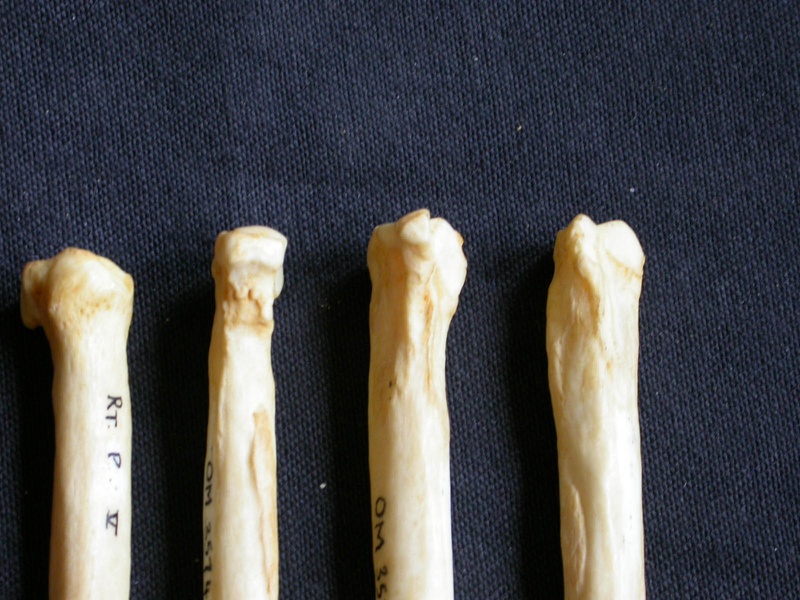 Metatarsals (9279 visits) Crocuta crocuta - Adult - Right elementsCollection: Department d'Osteology of National Museum of Ken... Metatarsals