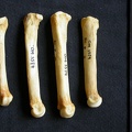 Metatarsianos (9879 visitas) Crocuta crocuta - Adulto - Elementos derechosColección : Departamento d'Osteología del Museo Nacio... Metatarsianos