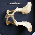 Pelvis (8937 visites) Crocuta crocuta - AdulteCollection : Département d'Ostéologie du Musée National du Kenya, Nairobi... Pelvis