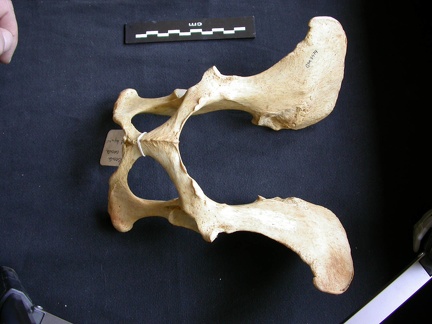 Pelvis (8896 visites) Crocuta crocuta - AdulteCollection : Département d'Ostéologie du Musée National du Kenya, Nairobi... Pelvis