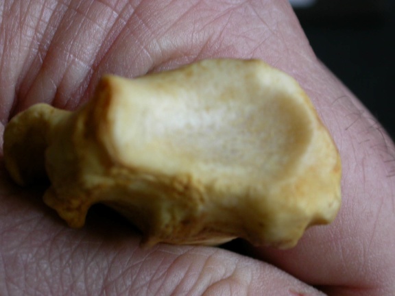 Radio : parte distal (8254 visitas) Crocuta crocuta - Adulto - Elemento derechoColección : Departamento d'Osteología del Museo Naciona... Radio : parte distal