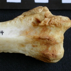 Radio : parte distal (8033 visitas) Crocuta crocuta - Adulto - Elemento derechoColección : Departamento d'Osteología del Museo Naciona... Radio : parte distal