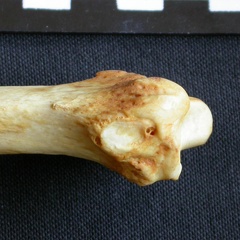 Radio : parte distal (7788 visitas) Crocuta crocuta - Adulto - Elemento derechoColección : Departamento d'Osteología del Museo Naciona... Radio : parte distal