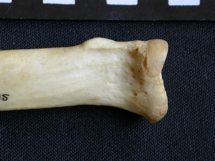 Radio : parte proximal (8015 visitas) Crocuta crocuta - Adulto - Elemento derechoColección : Departamento d'Osteología del Museo Naciona... Radio : parte proximal