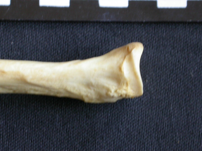 Radius: proximale part (8073 visits) Crocuta crocuta - Adult - Right elementCollection: Department d'Osteology of National Museum of Keny... Radius: proximale part